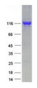 SDS-PAGE (RBP3-102HFL).jpg
